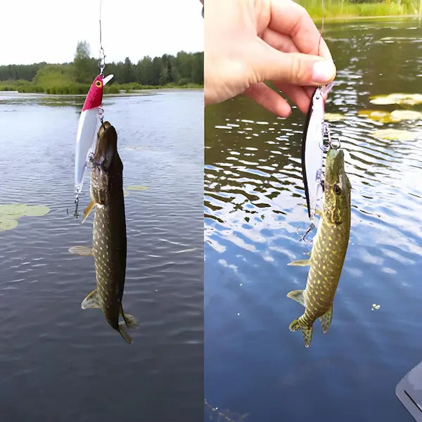 A imagem está dividida em duas partes, ambas mostrando peixes pendurados em iscas de pesca artificiais. Na parte esquerda, um peixe está preso a uma isca branca e vermelha, com um lago e árvores ao fundo. Na parte direita, um peixe está preso a uma isca branca e rosa, sendo segurado por uma mão sobre um lago com vegetação aquática.